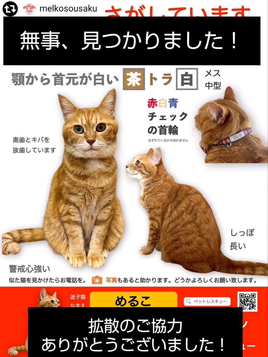 先日投稿しました、めるこちゃん。
昨日、無事に戻ってくることができました！
拡散のご協力ありがとうございました🙇
