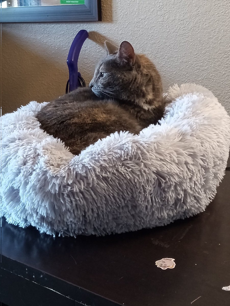 I adopted a cat!! ☺️ She is so precious and I already love her so much. I knew she liked me the instant she started rubbing against me when we first met 🤩 

#cats #cat #adoption #catstagram #CatsofTwittter #CatsAreFamily
