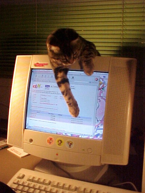 Old Internet tweet media