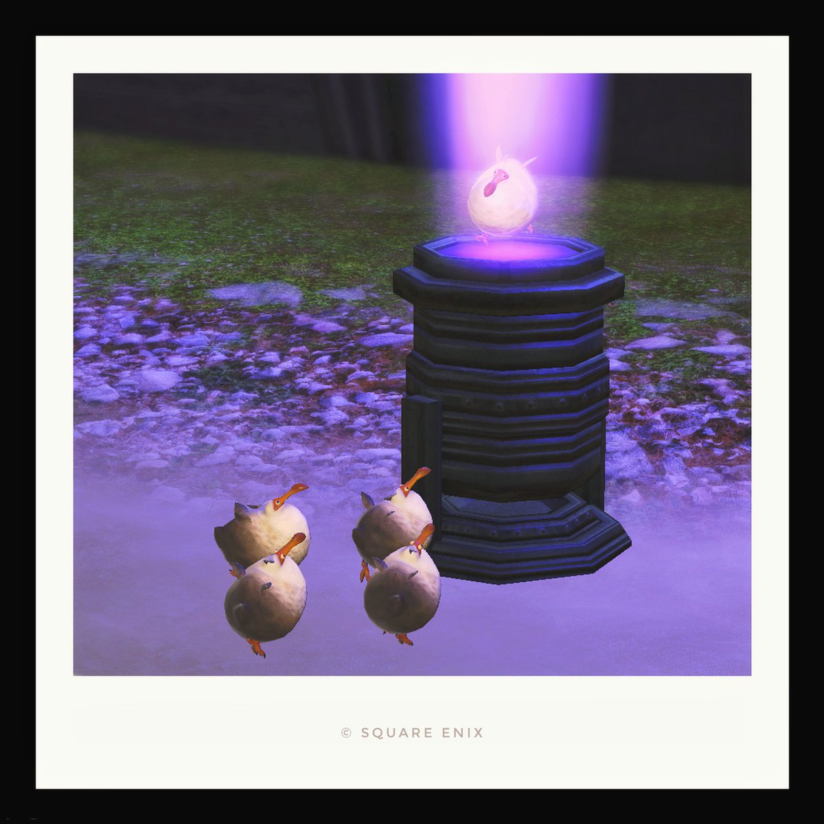 ✨️🦤✨️🦤🦤🦤🦤
#おはドド