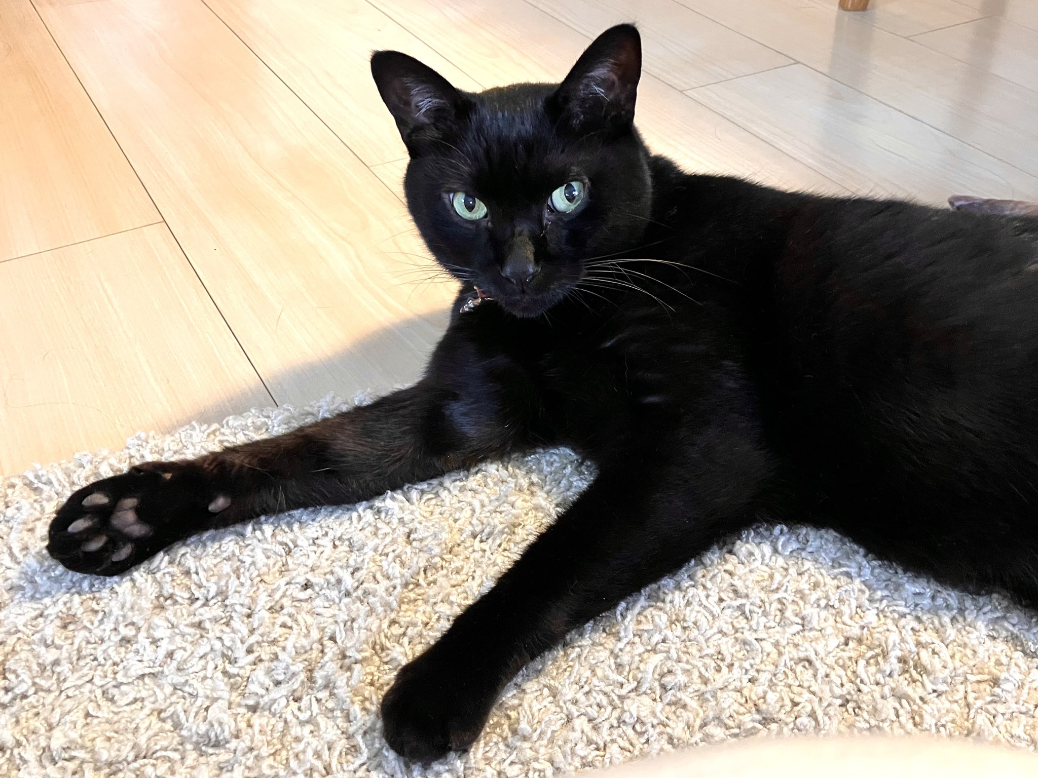 ねこ22様-黒c よろしくお願いいたします SCP-040-JPねこですよろしくおねがいします - LINE スタンプ