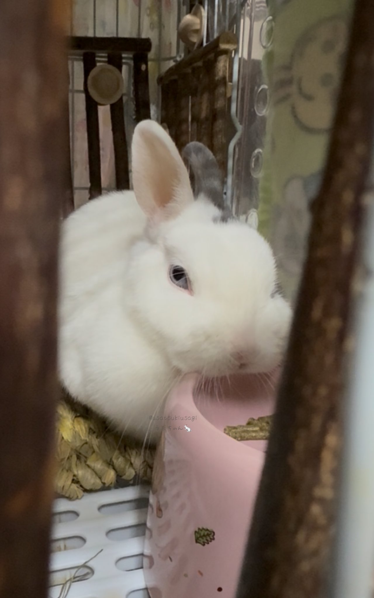 うさ様♡専用 特別な糖分♪♪⸝꙳.⋆