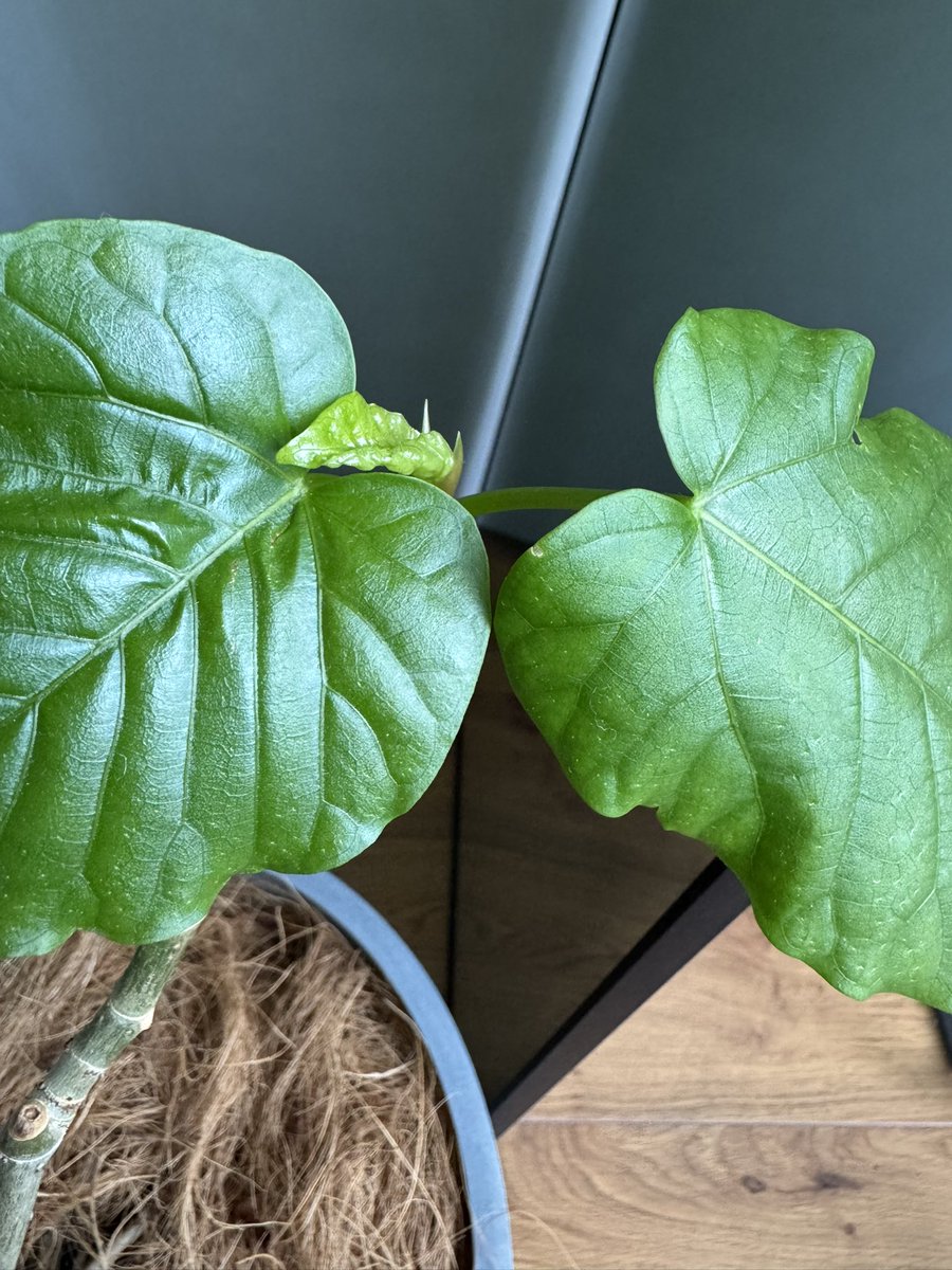 部屋にあるグリーンで1番大きいウンベラータが第◯回目成長期中🌱
新芽がいたるところから. かわええ...

1年で随分大きくなったけど、もっと大きくなぁれ（今の家的にあと50㌢くらいいける気が🌳）