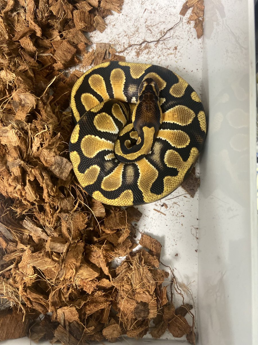 Pine_BallPython's tweet image. çé£åšãããæé·ãæ©ãð
倧ãããªãããšã«ãªã¬ã³ãžã®çºè²ã匷ããªã£ãŠãæ°ãããð³
ã»ããŸã«ç¶ºéºãªODãð¥ºð