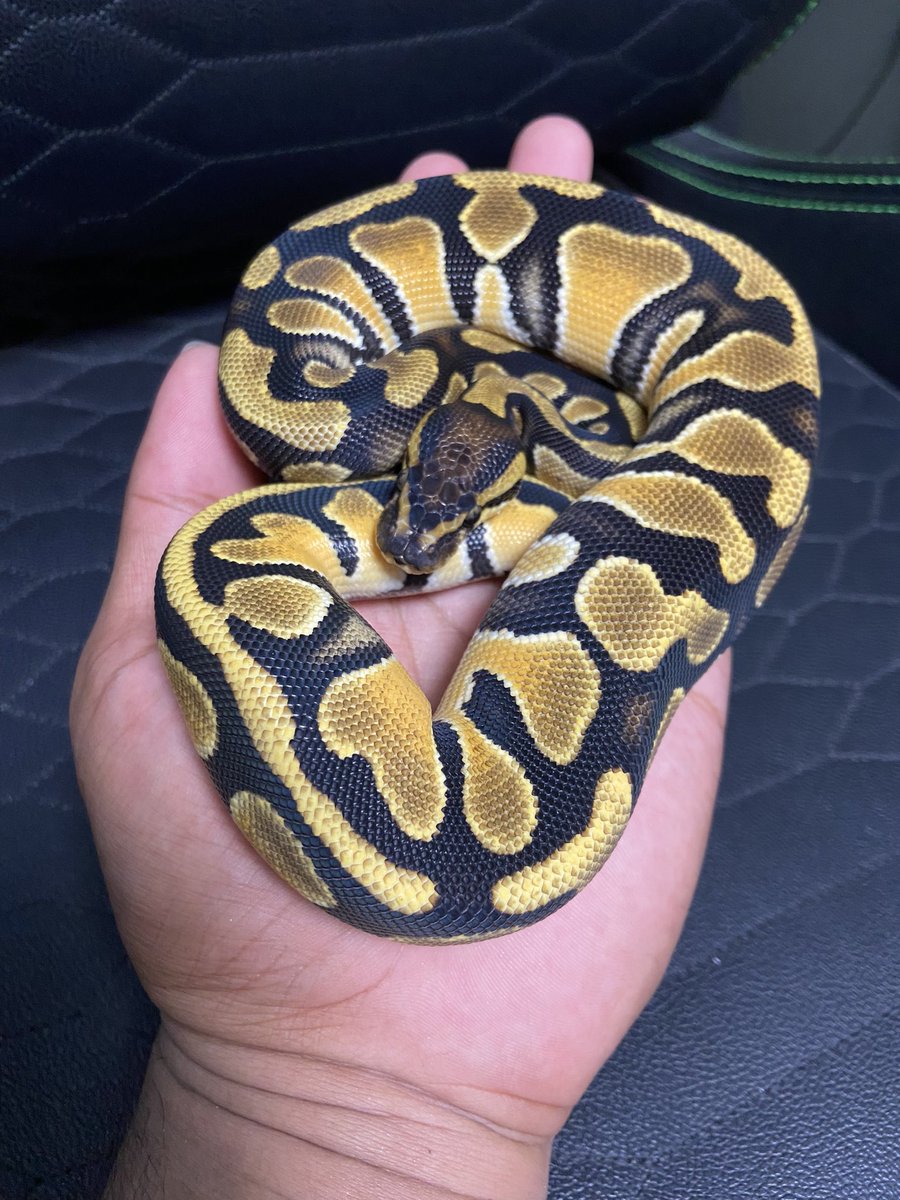Pine_BallPython's tweet image. çé£åšãããæé·ãæ©ãð
倧ãããªãããšã«ãªã¬ã³ãžã®çºè²ã匷ããªã£ãŠãæ°ãããð³
ã»ããŸã«ç¶ºéºãªODãð¥ºð