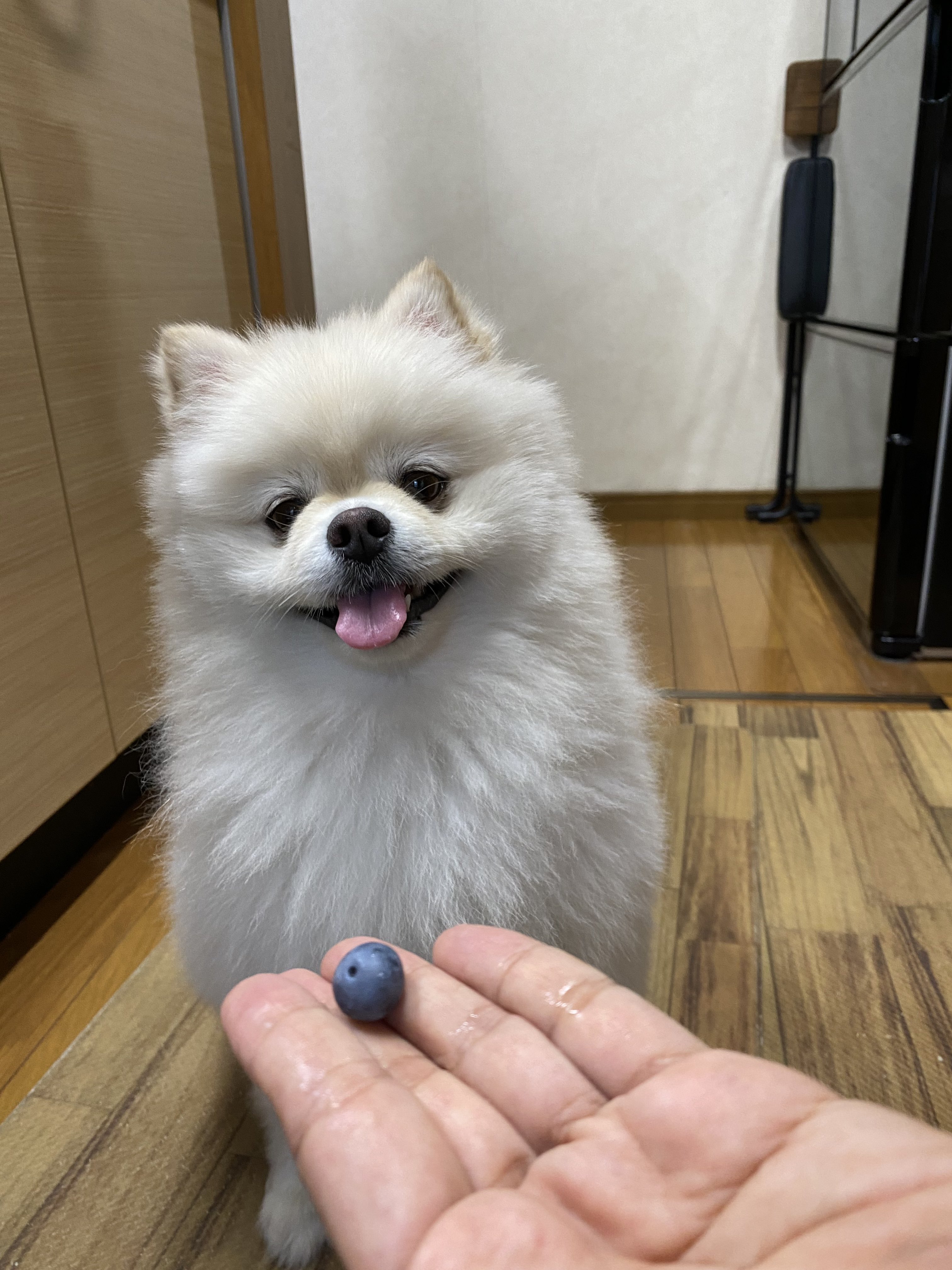 りん様  ご確認ページ♡ りん（ポメラニアン） (@LStnd38qA2pBwap) / X