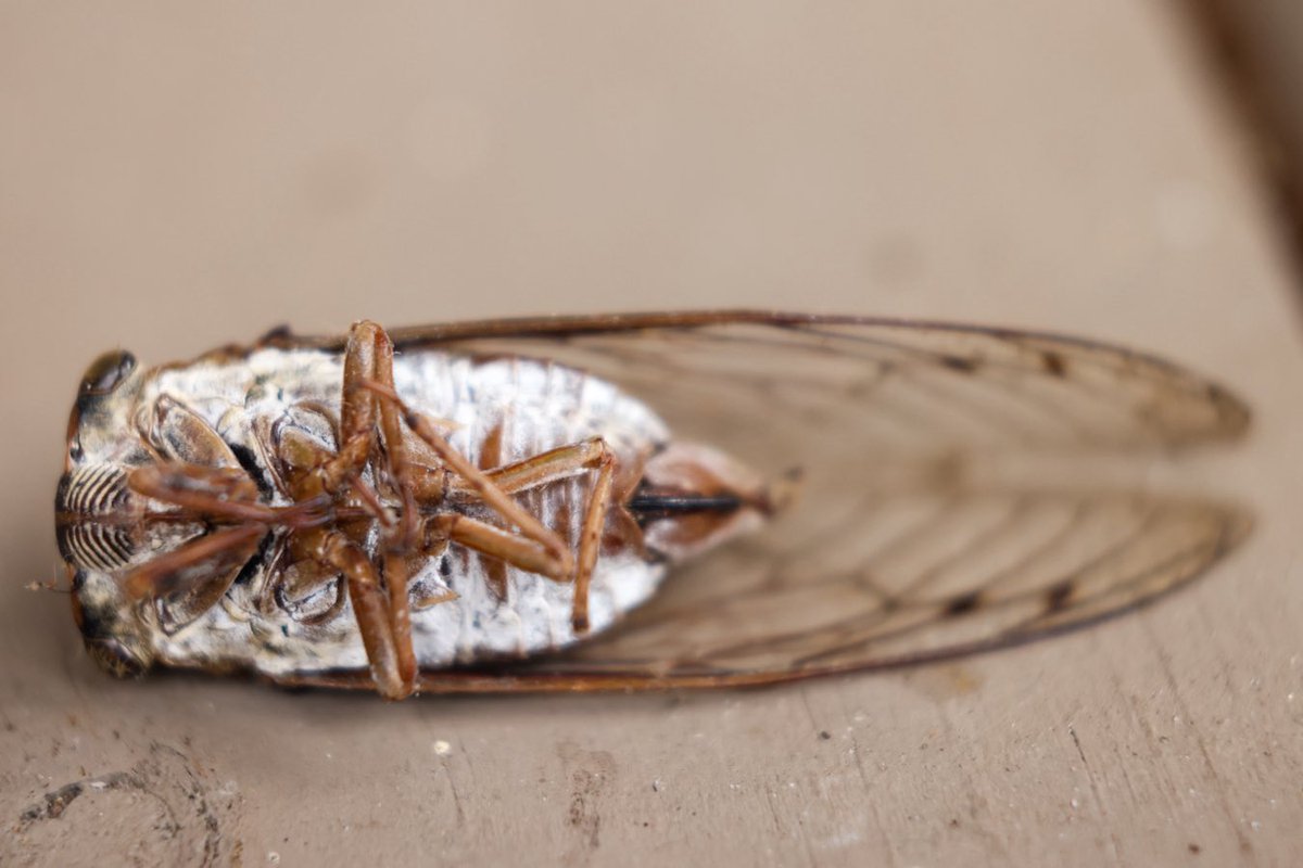 Found a dead locust today 📸 Be sure to click on each photo to see the full length and detail