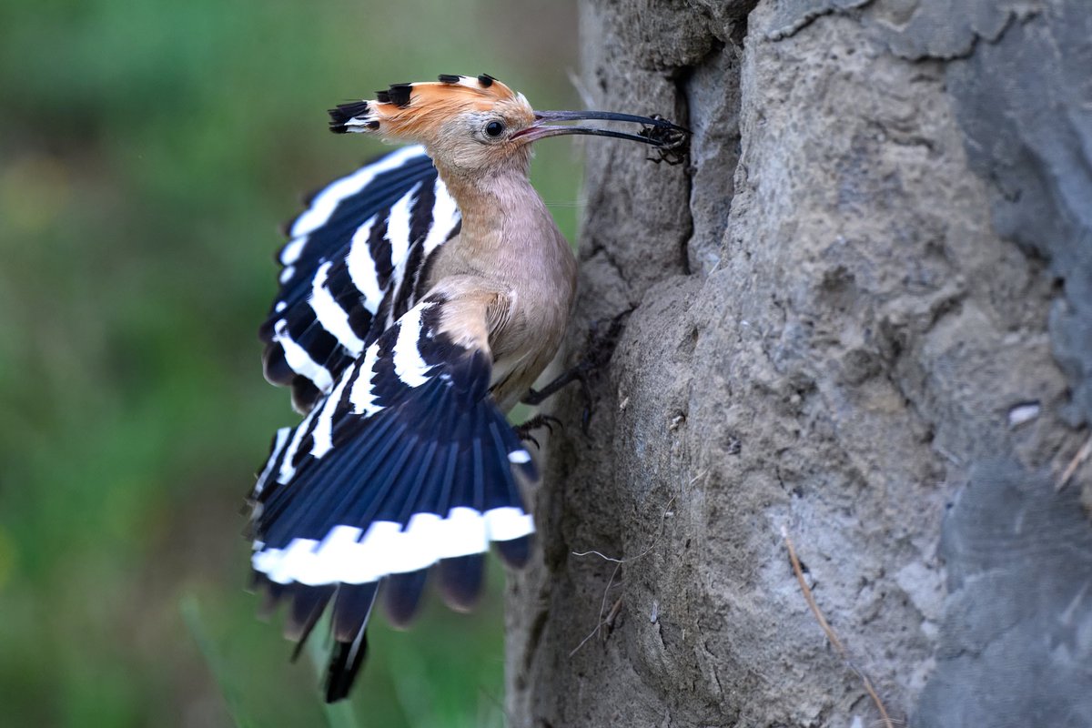 Hoopoe with hungry chicks to feed.