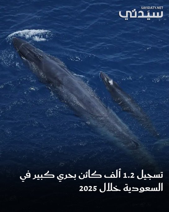 كشف المركز الوطني لتنمية الحياة الفطرية عن تسجيل أعداد قياسية للطيور البحرية والكائنات البحرية الكبيرة في المملكة العربية السعودية، خلال عام 2025 وذلك ضمن برامج الاستكشاف والرصد الميدانية في البيئات البحرية والساحلية في المملكة.. للتفاصيل 