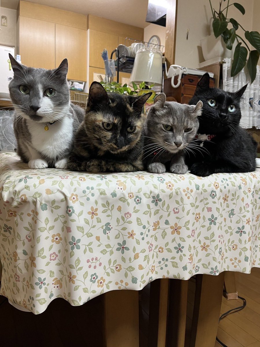 OT7PCyURTN3QzDr's tweet photo. #ハチワレ猫 🐈‍⬛『ぐれ』
#サビ猫 🐈‍⬛『らん』
#mix猫 🐈『もも』
#黒猫 🐈‍⬛『ゆず』
×
#月曜日
🗓️8月25日

🐈‍⬛🐈「月曜日、スタート！
勢揃いして応援📣
お好みの子から声援します‼︎

みんニャ、今週もふぁいと
ふぁいと🐾🌸」

#猫のいる幸せ
#猫のいる暮らし https://t.co/ceOBm66oPs
