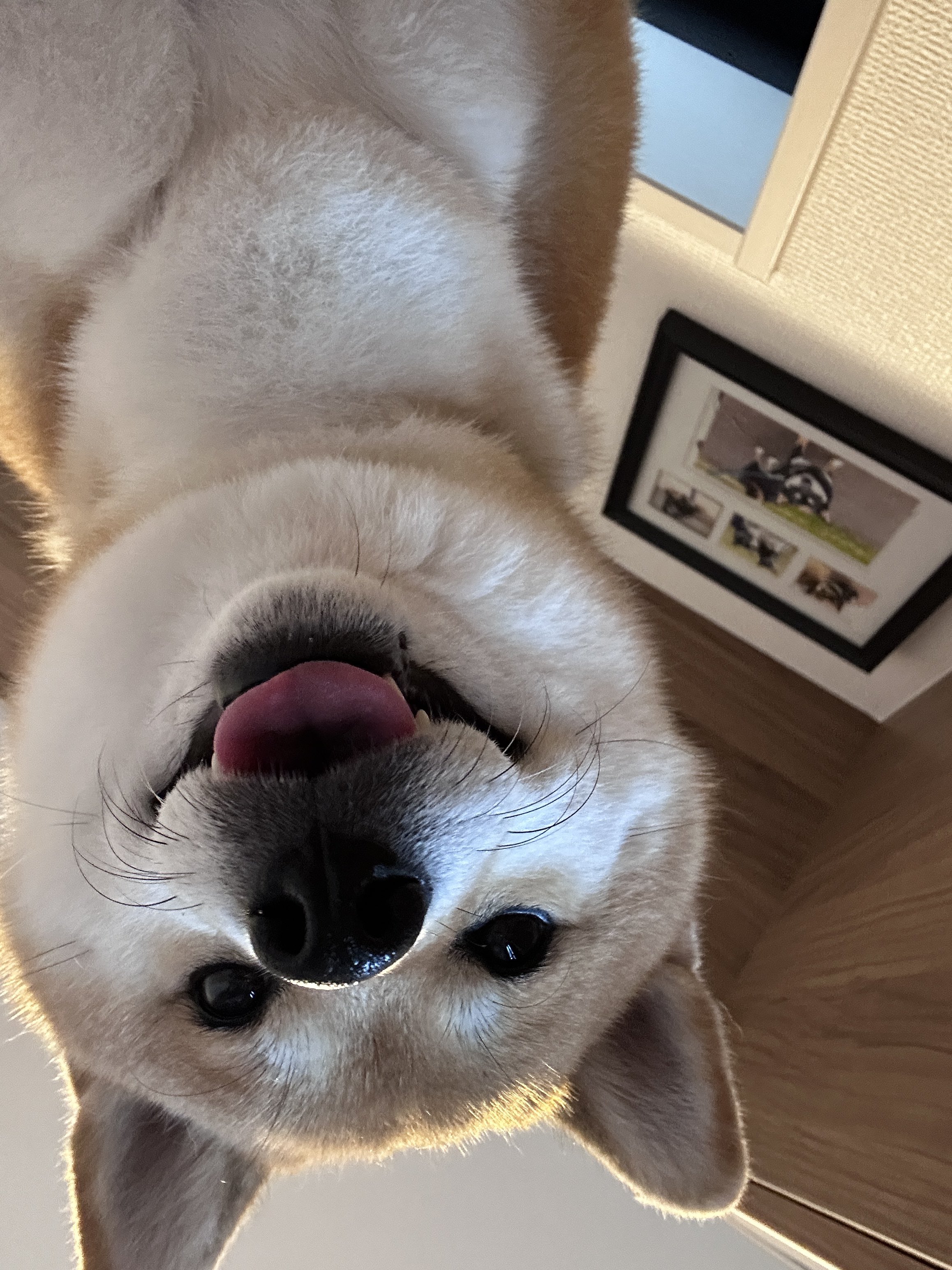 柴ちゃん2様 楽天市場】ｼﾊﾞ | 柴犬 シバ QB029 赤柴 シバ犬 仔犬 173cm102cm