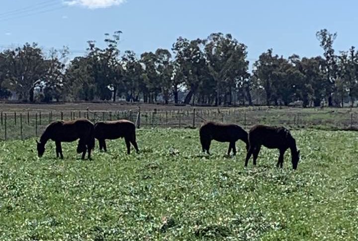 APG Ltd (@austpacinggold) on Twitter photo 🚨 Breaking News 🚨
Celestial Standardbreds yearlings exclusive to the 2026 APG Sydney Sale. Athletic, well-bred & ready to shine! APG Sale Entries close 11:00pm, 14 Sept 2025 (AEST).
#APGSales #HarnessRacing #APGSydneySale2026 #CelestialStandardbreds #Exclusive 🚨 Breaking News 🚨
Celestial Standardbreds yearlings exclusive to the 2026 APG Sydney Sale. Athletic, well-bred & ready to shine! APG Sale Entries close 11:00pm, 14 Sept 2025 (AEST).
#APGSales #HarnessRacing #APGSydneySale2026 #CelestialStandardbreds #Exclusive