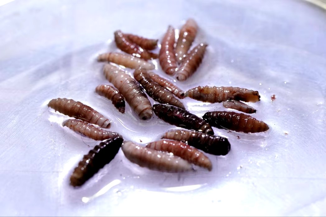 FACTS And news 📰 (@indiadatafacts) on Twitter photo <a href="/spectatorindex/">The Spectator Index</a> 🚨 here is the details info curious mind.
A rare case of flesh-eating screwworm parasite infection was identified in Maryland, USA, in a person who had recently traveled from Guatemala. Screwworms are parasitic flies whose larvae burrow into the living flesh of warm-blooded <a href="/spectatorindex/">The Spectator Index</a> 🚨 here is the details info curious mind.
A rare case of flesh-eating screwworm parasite infection was identified in Maryland, USA, in a person who had recently traveled from Guatemala. Screwworms are parasitic flies whose larvae burrow into the living flesh of warm-blooded
