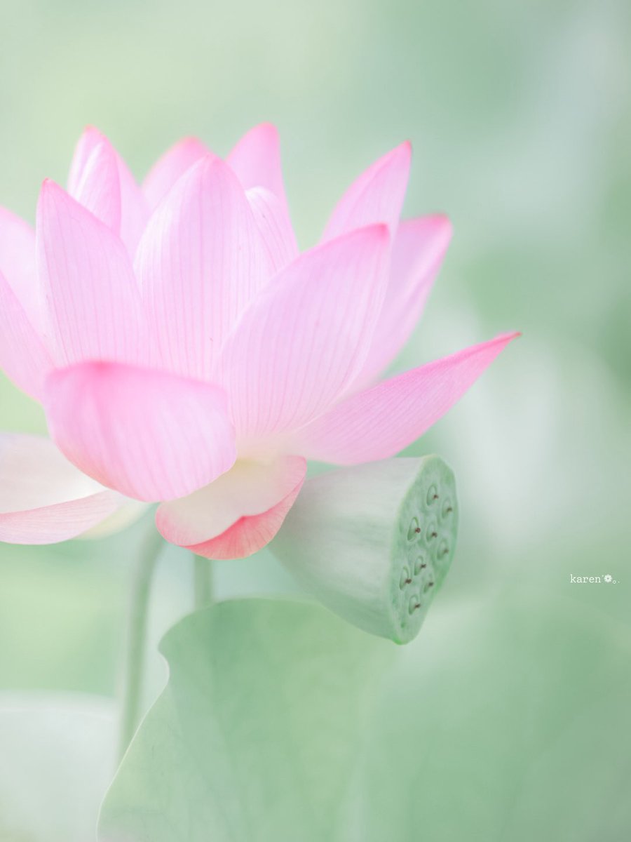 𓂂𓏲

蓮の花 ٭𓈒𓂂

𓂂𓏲

素敵な1週間を
お過ごしください🤍

今週もどうぞ
よろしくお願いします𓂃◌𓈒𓐍

𓂂𓏲