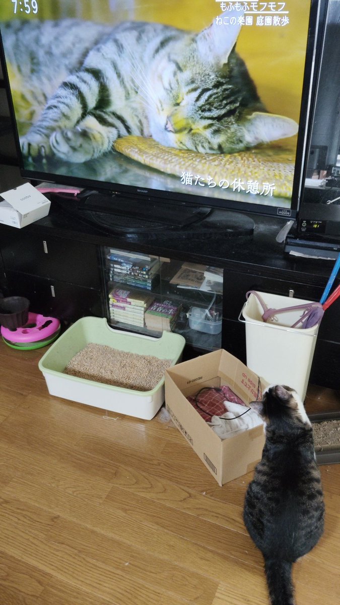 おはようございます😃
トオジュ君がテレビに夢中！
#猫のいる暮らし