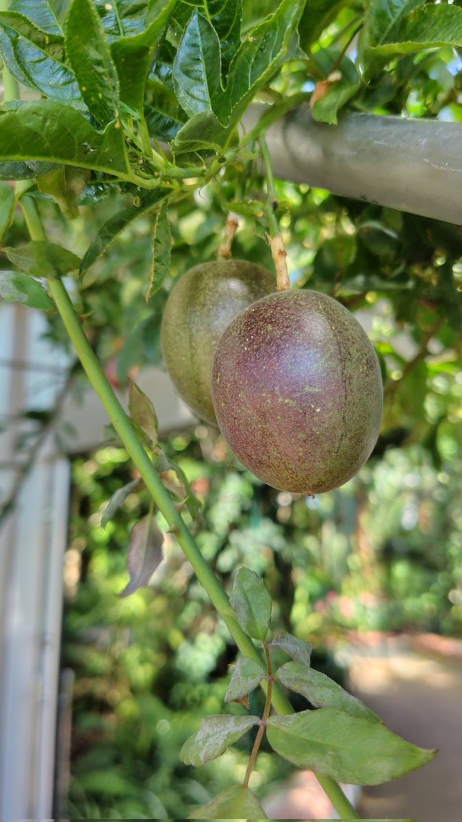 パッションフルーツ(果物時計草)も生っていました