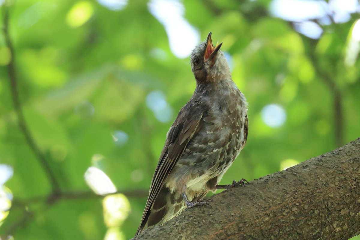 下丸子の森の緑に包まれて、幼鳥たちは成長しています。

▼野鳥写真図鑑
「シジュウカラ」
global.canon/ja/environment…

「ヒヨドリ」
global.canon/ja/environment…