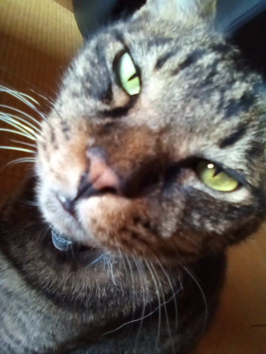 皆様おはよ〜(^^)/ございます🎵
今日もよろしくへーこらほーヾ(*月Д曜)ﾉ

🐾今朝のにゃんこ🐾