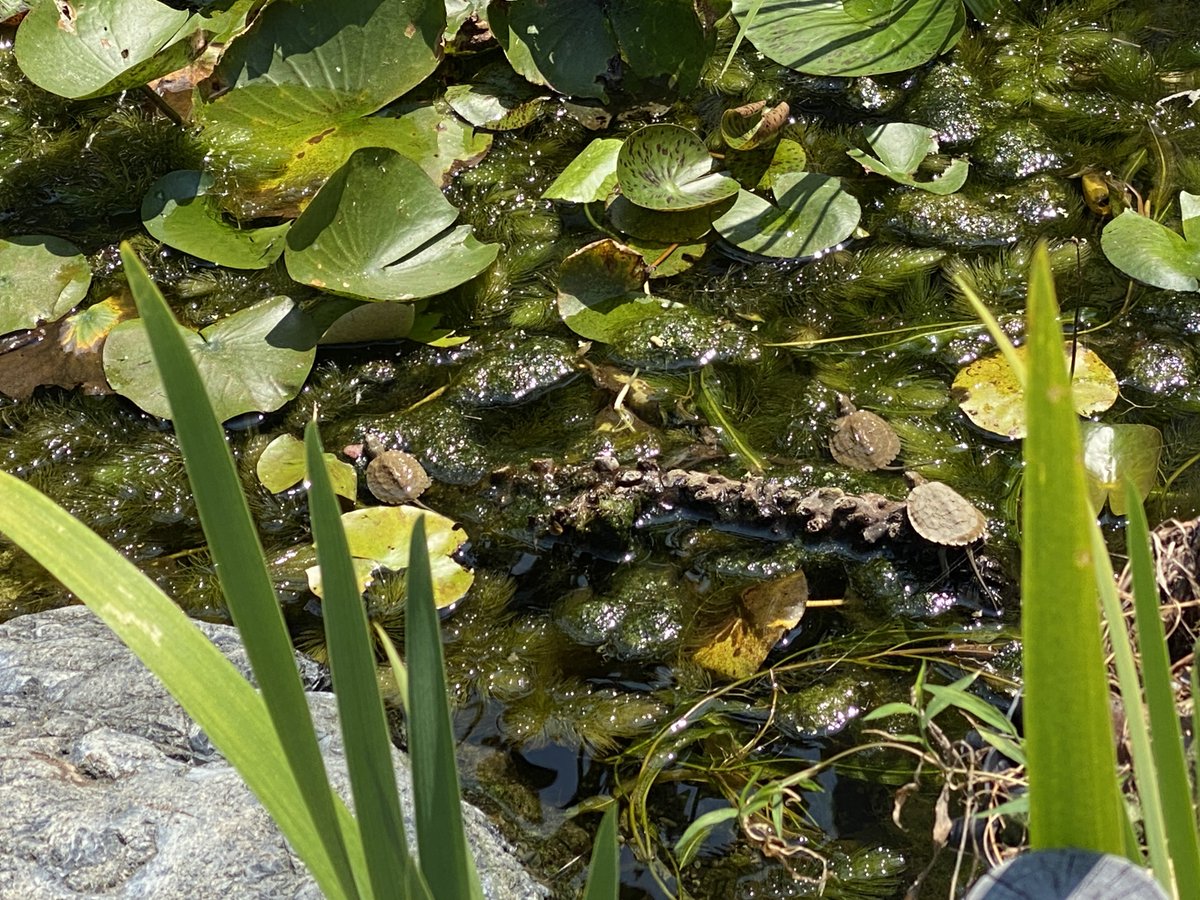 𓆉三七三𓆏㌇ tweet media