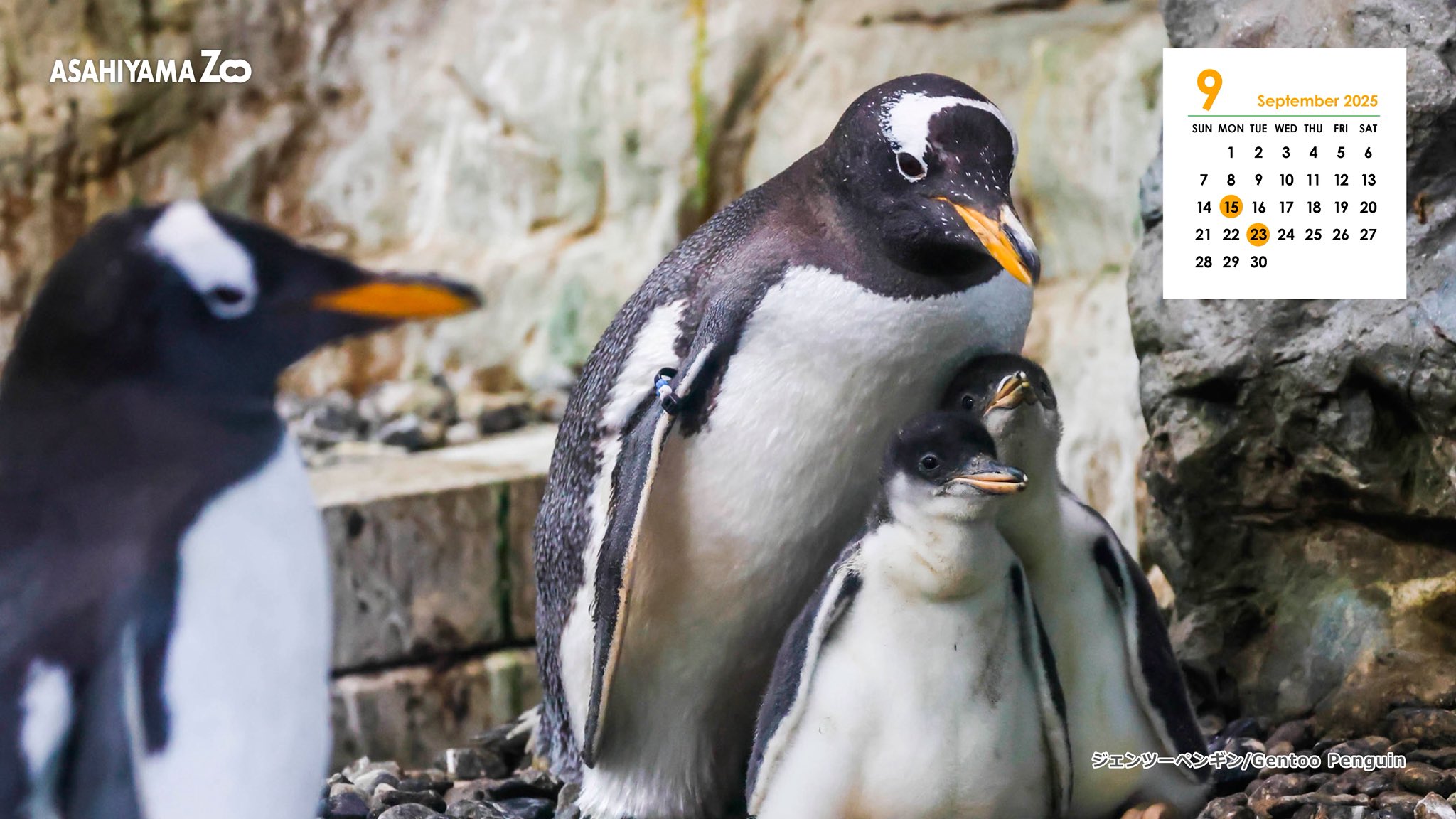 美品 掛け軸 耕一作 ペンギン図 共箱 動物 Amazon.co.jp: 10年保証 掛け軸 ミニ掛け軸 和風 縁起画 恵比寿