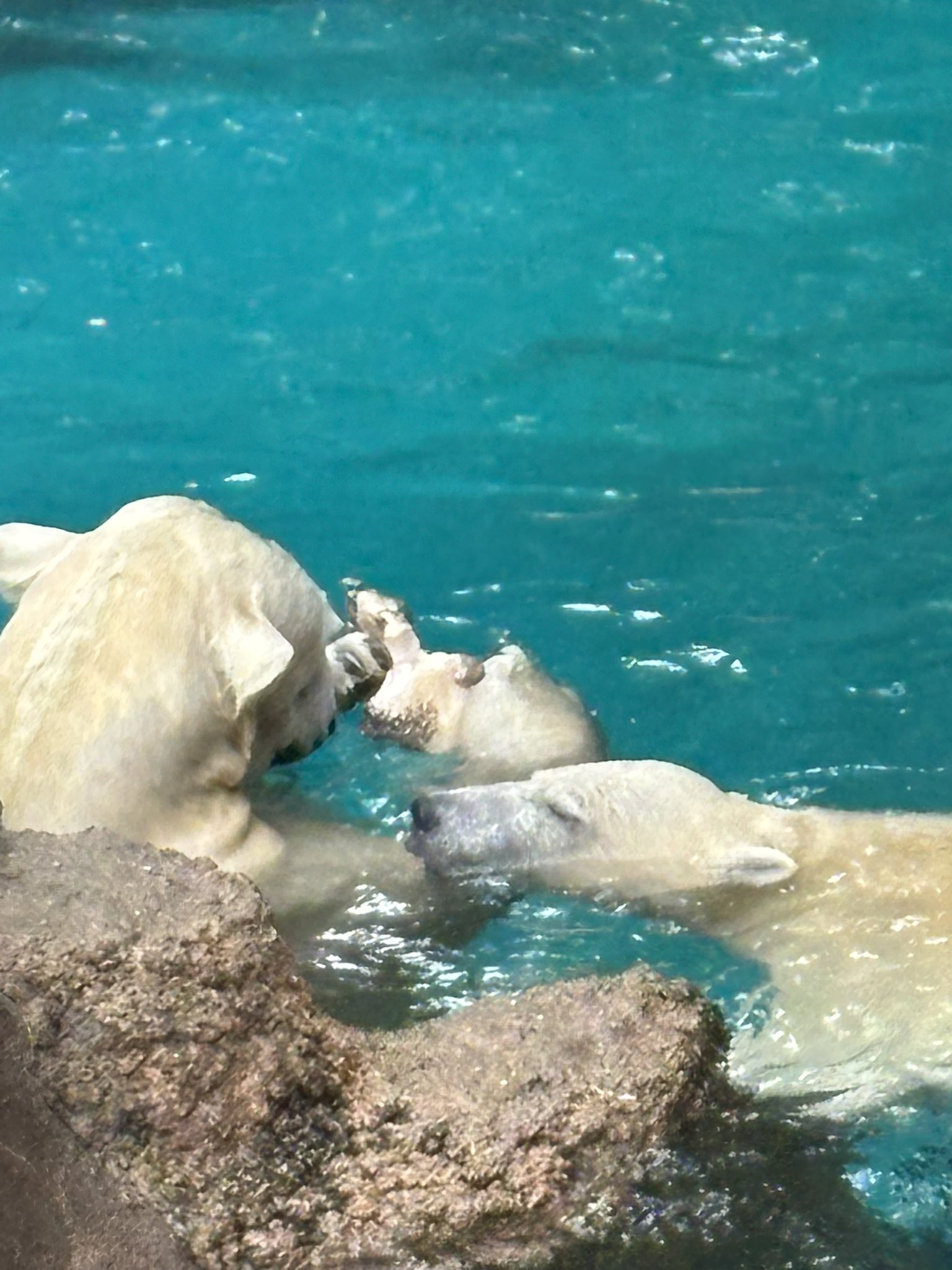 いっちゃん改 スイングアームもブラック化完了✓ 手入れが楽になりましたが