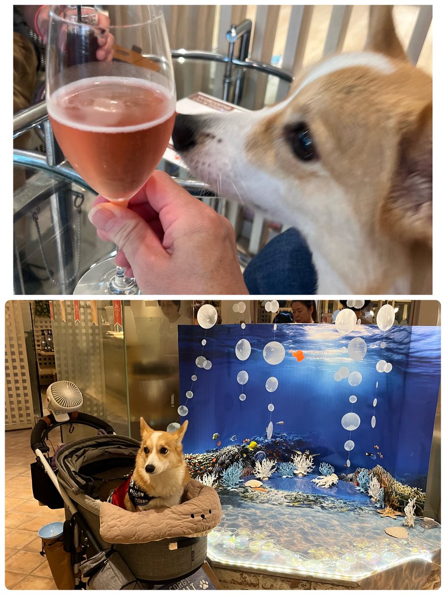 もちの夏休み🌻
8月14日 ドギーズにお泊まり
着いてすぐ誰も居ないドックランで走ってお昼はワンちゃんピザ。
プールにも少しだけ入ってまた誰も居ないドックラン　笑😅
ワンちゃんかき氷でクルーダウン。
ウェルカムドリンク🥤に夕食はビュッフェ

＃コーギーのいる暮らし
＃ドギーズアイランド