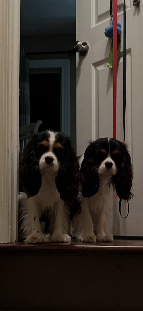 bucci_23_'s tweet photo. Some say we are nosy 🧐 🙄 Pfft… #enzo #luca #rockandrollexpress https://t.co/L5g3MQBrUh