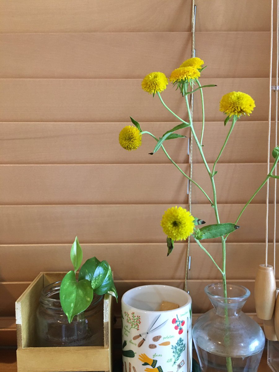 野道さんのお花こちらです。
かわいい"(∩&gt;ω&lt;∩)"