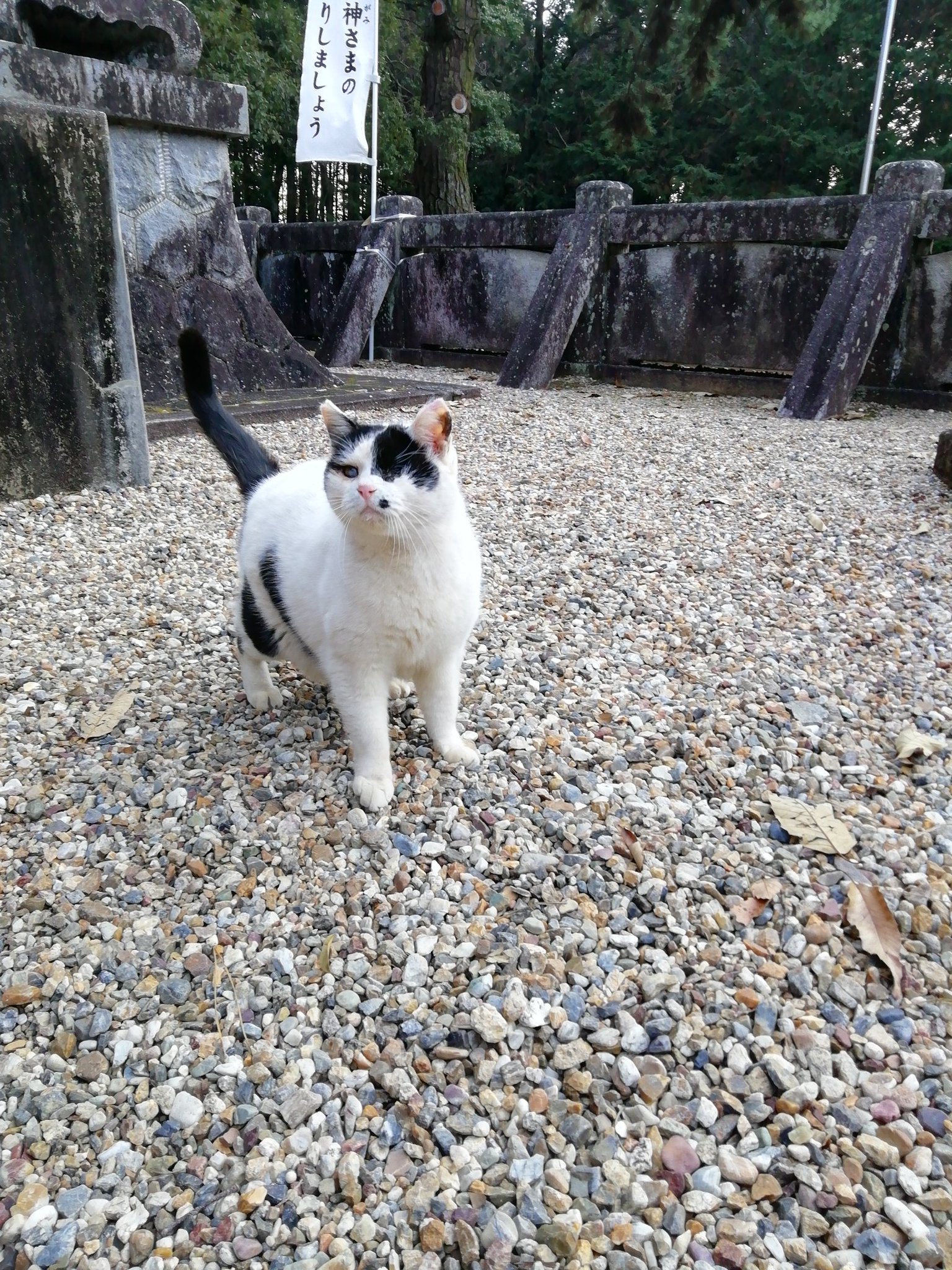 みーねこ Amazon.co.jp: 内藤デザイン研究所(Naitou Design) ぼうみたいな
