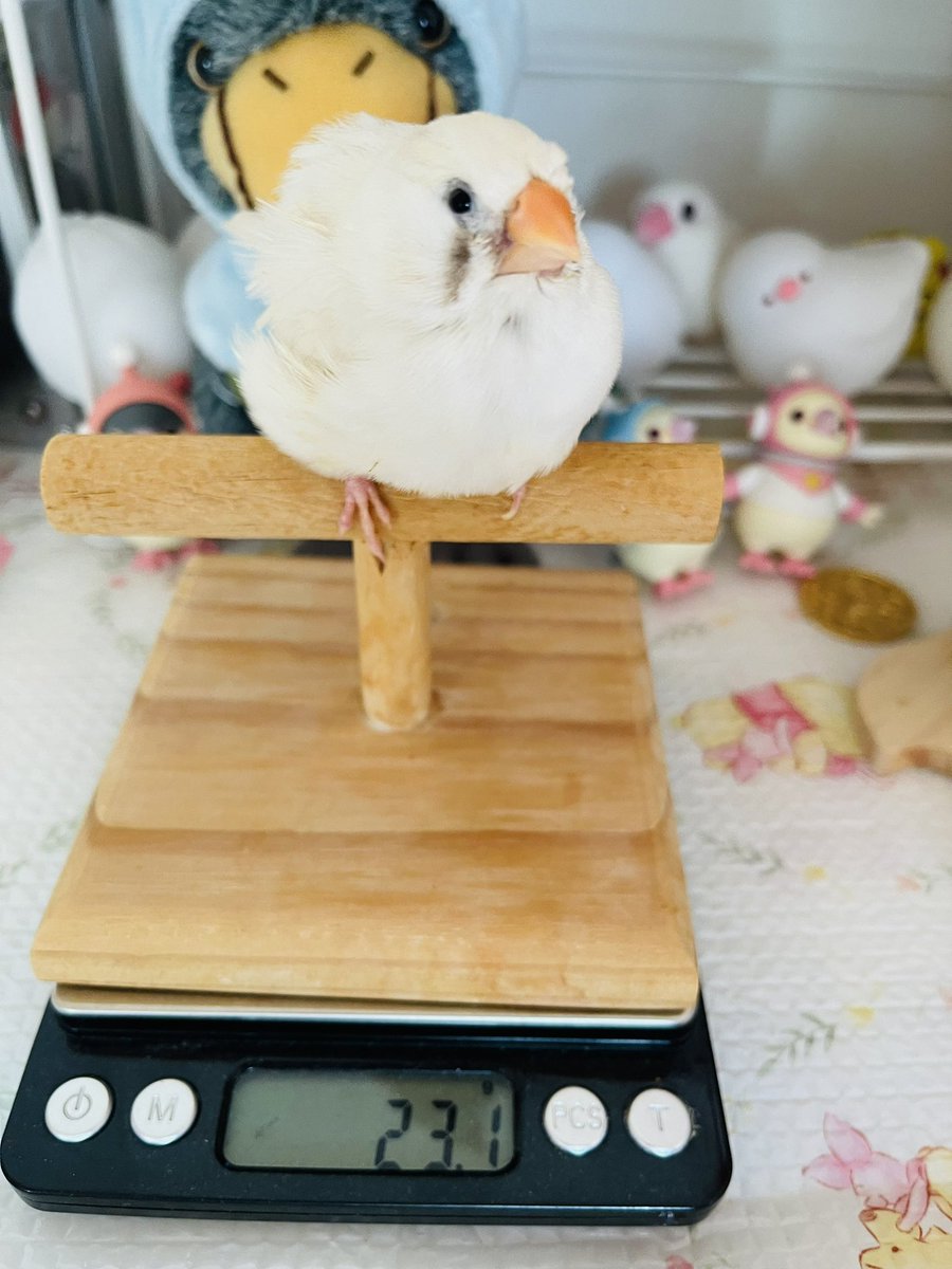 おはょ♪ビタちゃん
今朝はビタちゃんは変わらず元気よく起こしてくれました。

 #重いけどジャンボキンカではないです #重いけど文鳥ではないです #キンカチョウ　#錦華鳥　#白キンカ