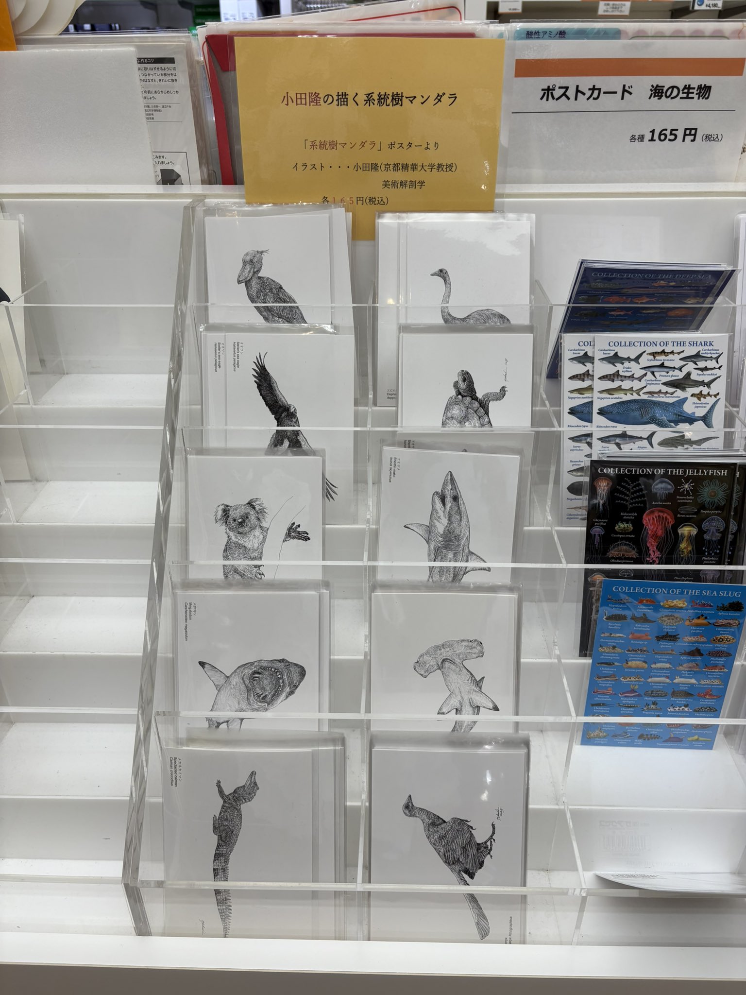 【原画】小田望楓 「受け取ってくれる？」20cm×20cm原画 COA 証明書付 Amazon.co.jp: デジキャラット「みんな一緒」 コゲどんぼ直筆