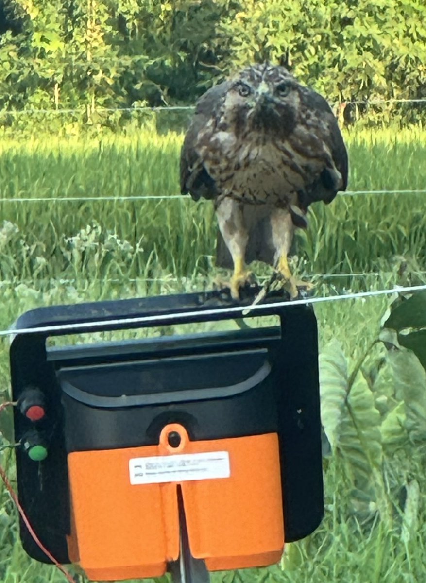 昨日は海老名めだかマルシェにお越しくださりありがとうございました😊

タカっぽいデカい鳥🦅
#メダカ　#イベント