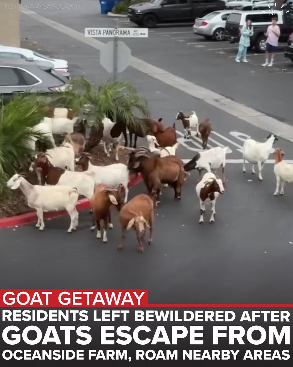 News Flash Media tweet media