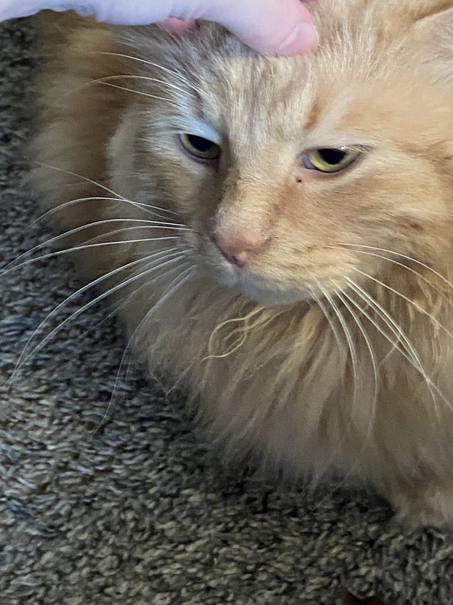 Poor Simba he’s been going through so much