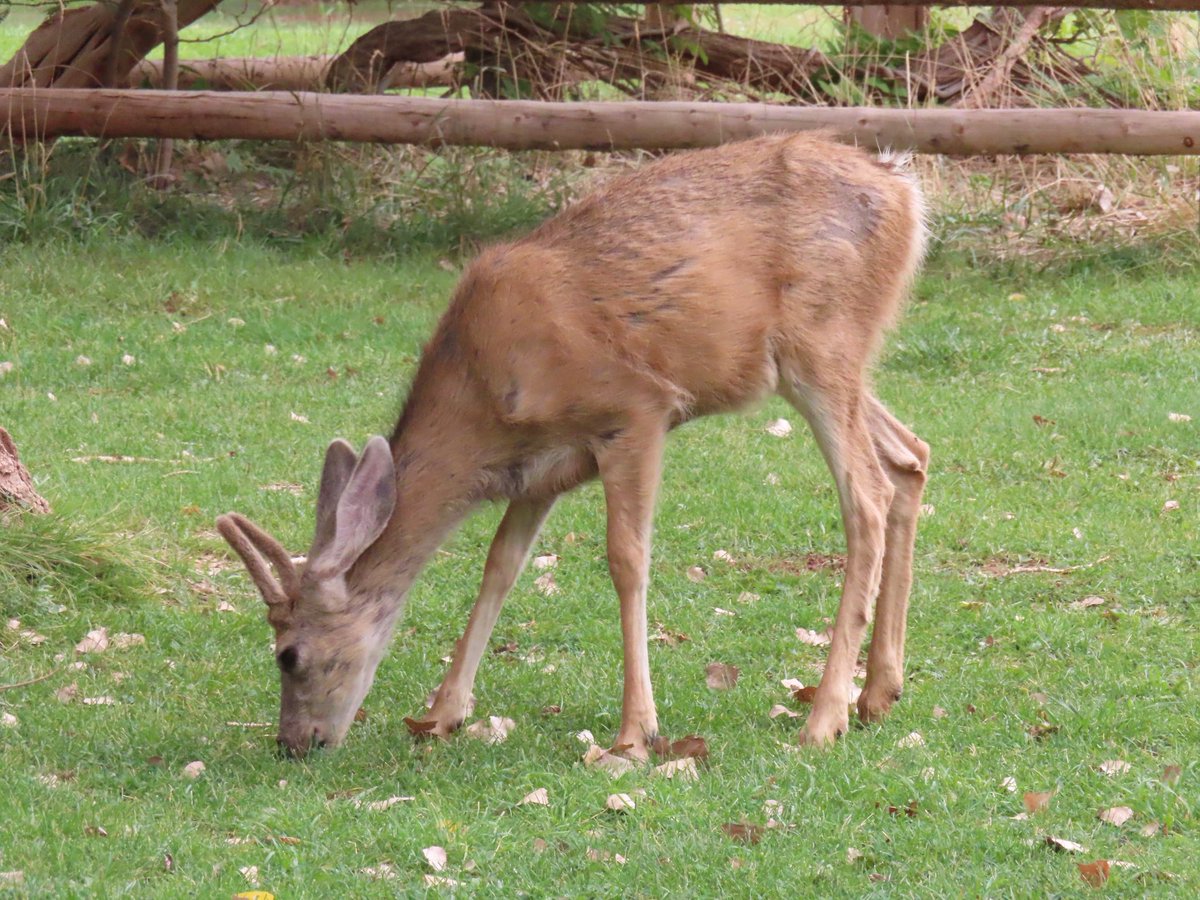 wapple15's tweet photo. Now, a #DeerReport from #CapitalReef National Park https://t.co/6zlUgOxAN0