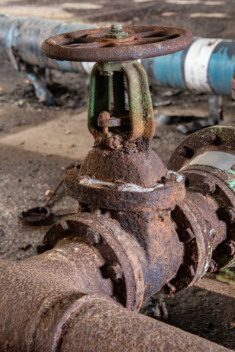 Mr. P. Explores tweet media