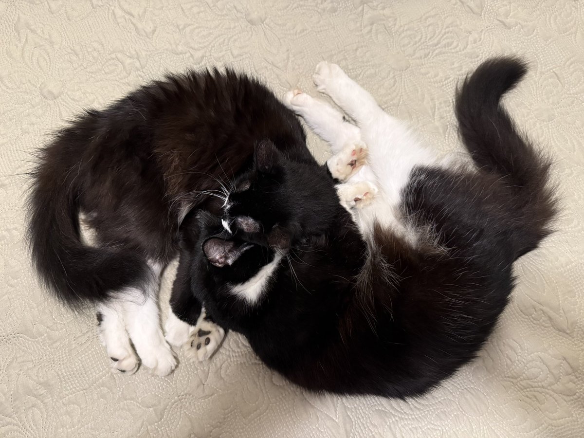 Two cats. One galaxy.