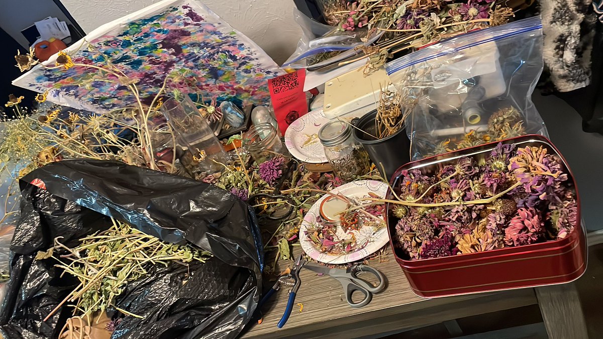 BlueBow2906's tweet photo. Long overdue seed collecting clean up and organize ๐คฃ๐คท๐ผโโ๏ธ๐คฆ๐ผโโ๏ธ #Gardening #SeedCollections #NotEnoughTimeInADay https://t.co/zNuvclBEWE