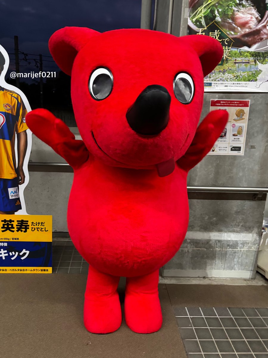 スタジアムに駆け込んで・・コンコースを歩いていると見覚えある姿が！
チーバくん(*´꒳`*)
こんな所で会えるなんて♪
やっぱり・・可愛いね♡
2025.8.24
#jefunited 
#ジェフ千葉
#チーバくん