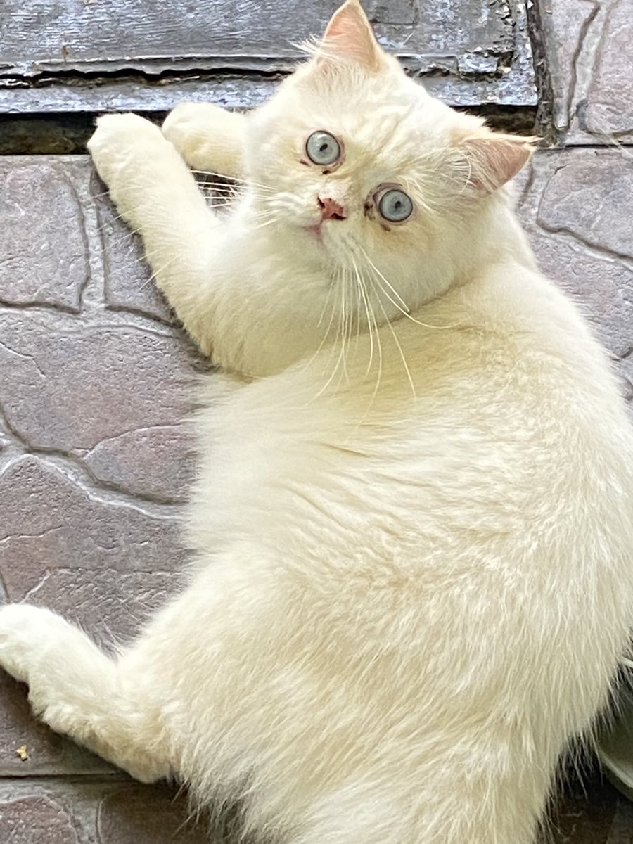 haii semuaaa, apa kabarrr? 

update utih setelah disteril 😍