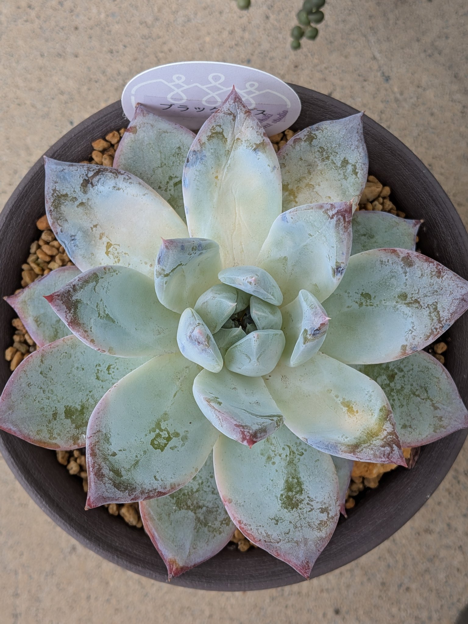 その他多肉植物 sakuten_dachs 𝓜𝓘𝓚𝓐🌱(多肉) on X: 