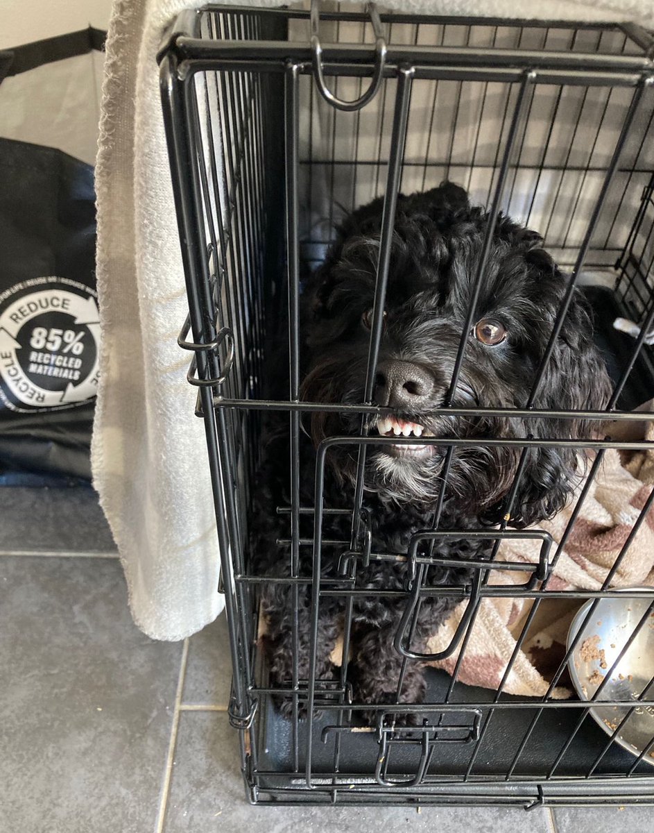 MarkPygas's tweet image. Please don’t feed the gremlin