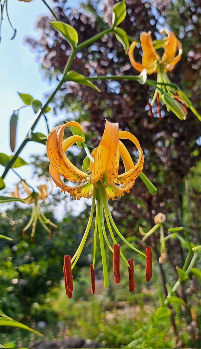 おはようございます☺️🌤️✨✨今日もぼちぼちいってみま〰️す🎶

#京都府立植物園　2025/8/4撮影
