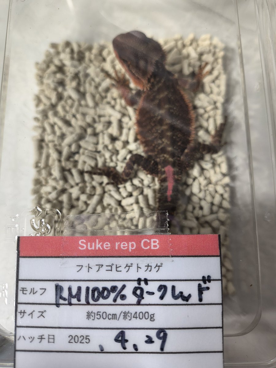 yuuki01050507's tweet photo. お迎え報告① in   Sukerep
報告遅くなりました。（笑）
８月17日（日）お迎え一発目
手がデカいからサイズ感おかしいな〜（笑）※手袋2Ｌです（笑）
#Sukerep
#フトアゴヒゲトカゲ 
#DarkRedBloodLINE
#爬虫類好きと繋がりたい https://t.co/x9fxYjK8XW