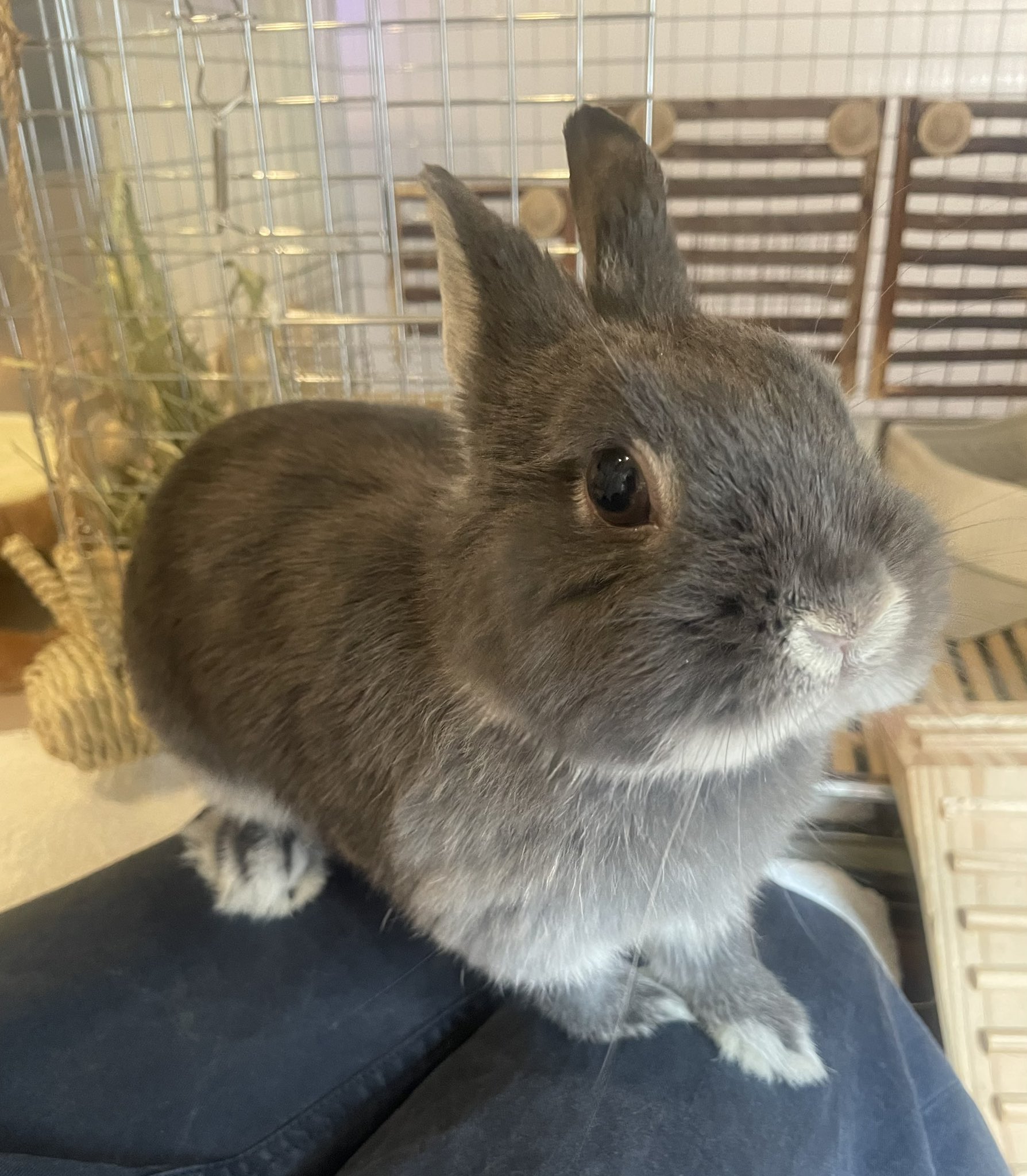 うさぎずも ウサギ ロングノーズ クローム｜ トーヨーキッチンスタイル公式
