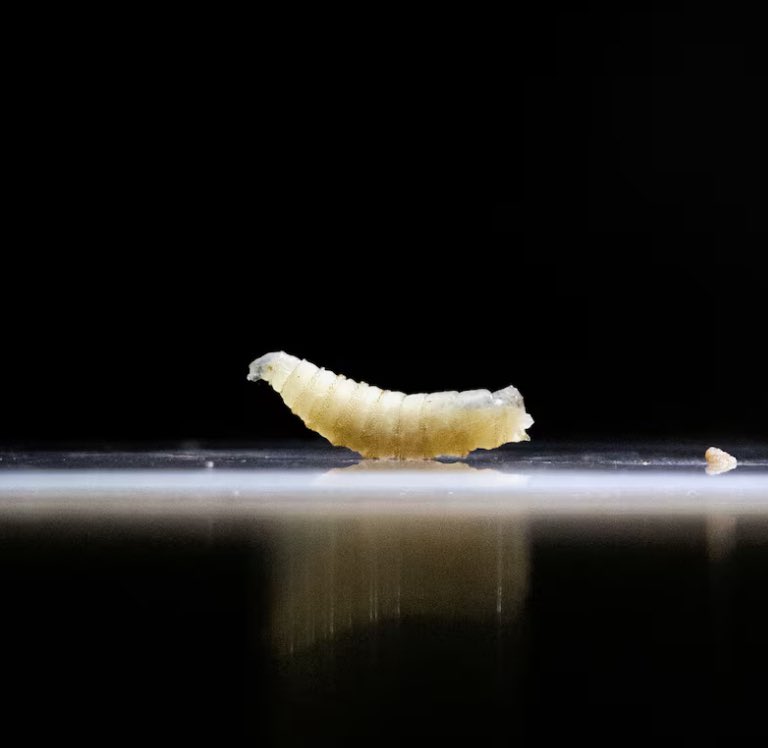 URGENT: First U.S. human screwworm case just reported

This parasite can devastate cattle by laying eggs in wounds of warm-blooded animals—eventually killing livestock. The beef industry could be at serious risk.

Meanwhile, Trump just fired 5,600 USDA employees and 1,300 CDC