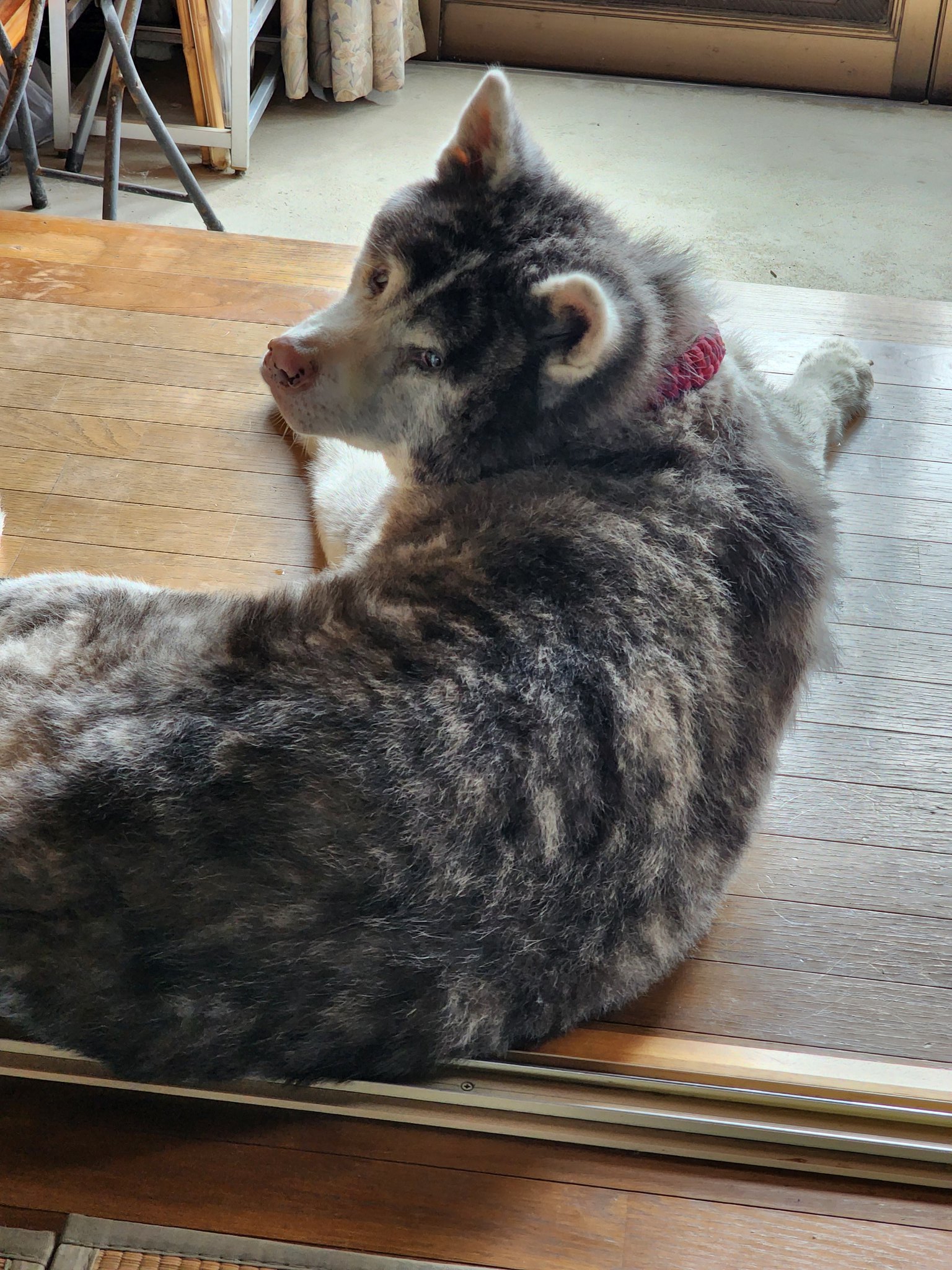 秋田犬 銀✩.*˚ on X: 