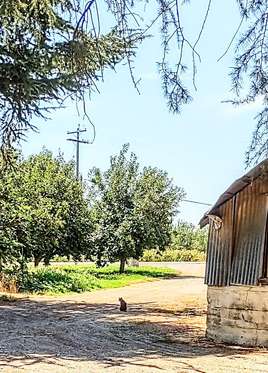 One of my mom's barn cats watching something in around the compost hole. 
🇺🇲