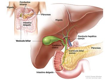 RiqProposito's tweet image. Mejorar la salud de tu bilis transformará tu digestión, tus hormonas y tu capacidad de desintoxicación desde la raíz.
La mayoría de los médicos la ignoran. Y casi nadie habla de ella.
Eso se termina hoy.
Aquí tienes la guía completa para optimizar el flujo biliar: 🧵