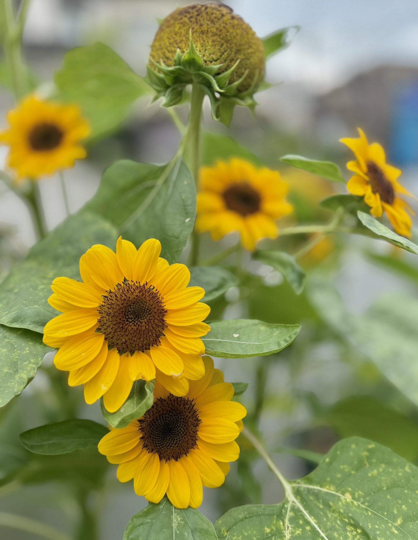 シュ-ルプランツ 超植物 世界一美しいひまわりの理想 2018年のトスカーナの向日葵 フィレンツェ在住ツアーガイドの